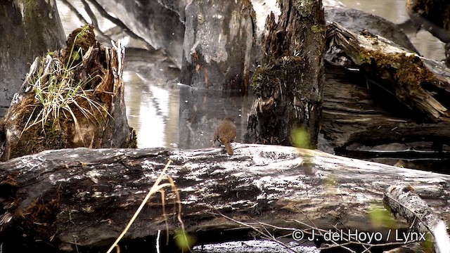 Fox Sparrow (Sooty) - ML201436641