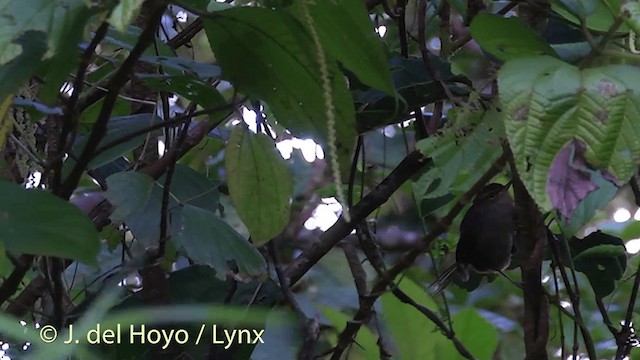 Fiji Bush Warbler - ML201436801