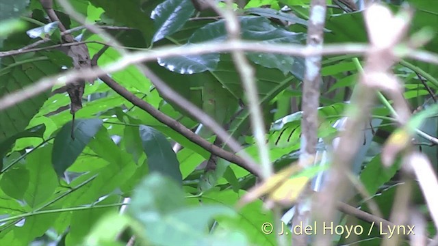 Fiji Bush Warbler - ML201436881