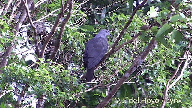 Фиджийский плодовый голубь - ML201436901