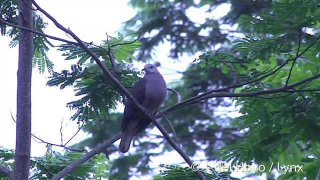 Фиджийский плодовый голубь - ML201436911