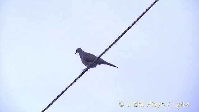 Spotted Dove (Eastern) - ML201437131
