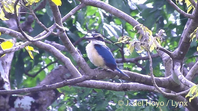 Pacific Kingfisher (Fiji) - ML201437141
