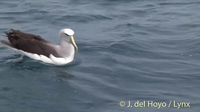 Albatros de Salvin - ML201437221