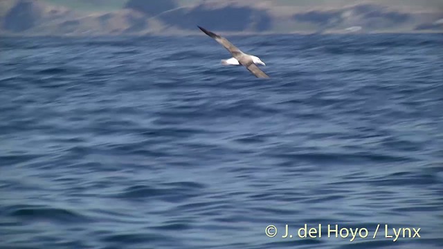 albatros snarský - ML201437231