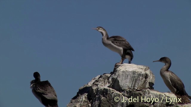 Spotted Shag - ML201437351