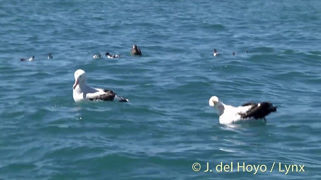 Albatros des Antipodes (gibsoni) - ML201437731