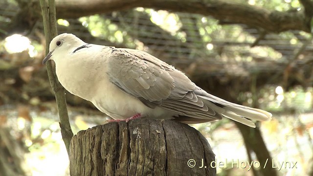African Collared-Dove - ML201437901