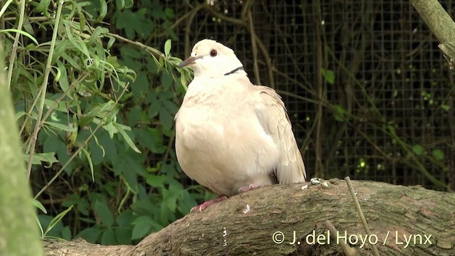 African Collared-Dove - ML201437911