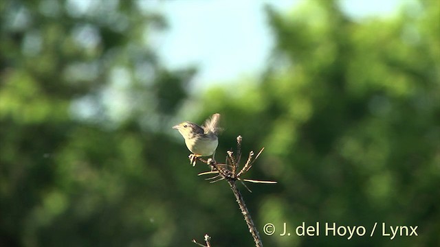 Grasshopper Sparrow - ML201437931