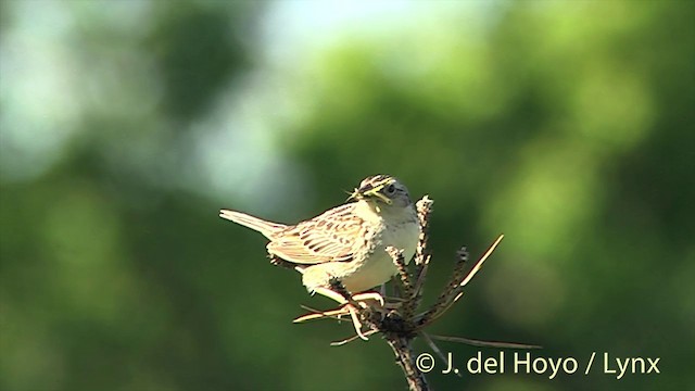 Grasshopper Sparrow - ML201437941