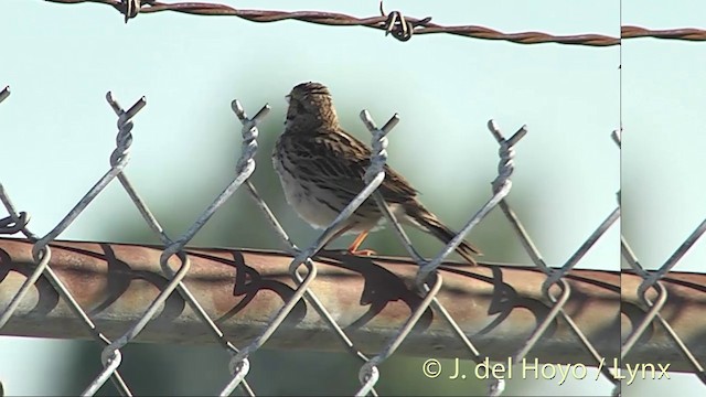 Savannah Sparrow (Savannah) - ML201437961