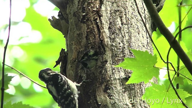 Hairy Woodpecker (Eastern) - ML201438041