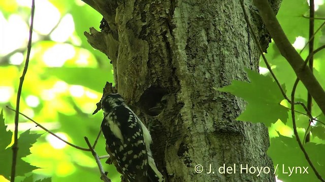 Hairy Woodpecker (Eastern) - ML201438051
