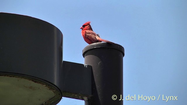 Красный кардинал [группа cardinalis] - ML201438151