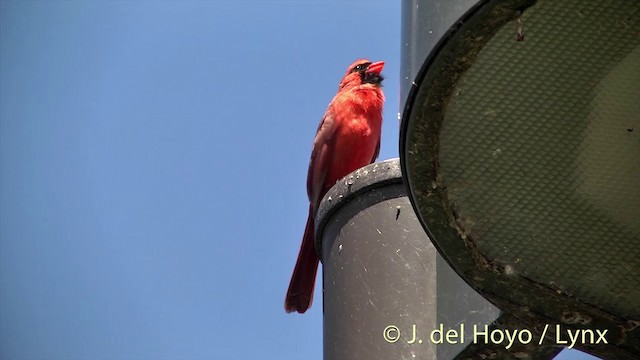 Красный кардинал [группа cardinalis] - ML201438161
