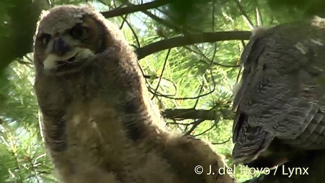 Great Horned Owl - ML201438191
