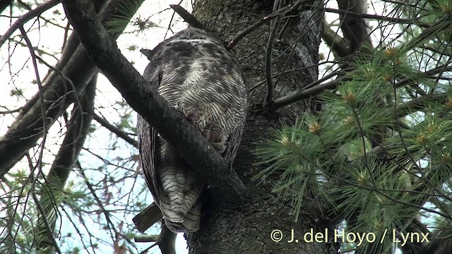 Great Horned Owl - ML201438211