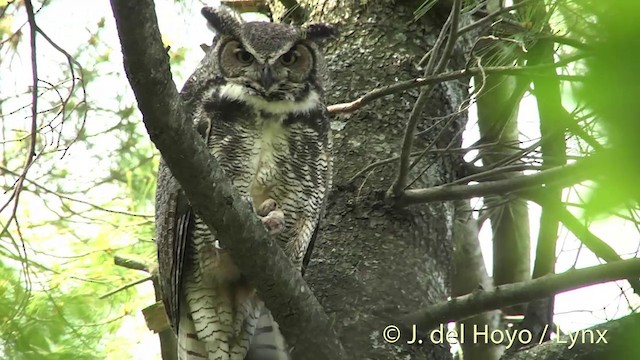 Great Horned Owl - ML201438221