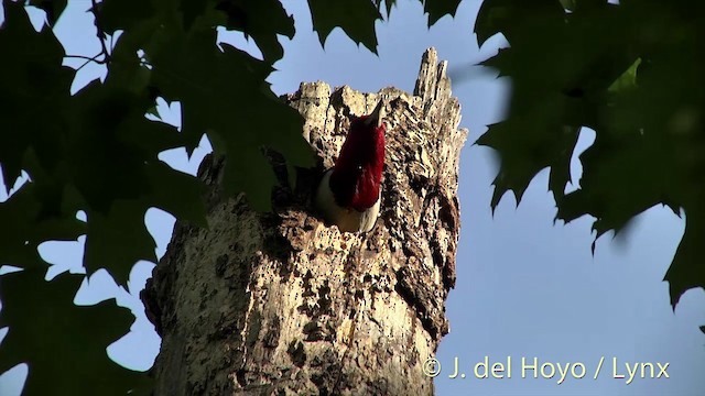 Red-headed Woodpecker - ML201438241