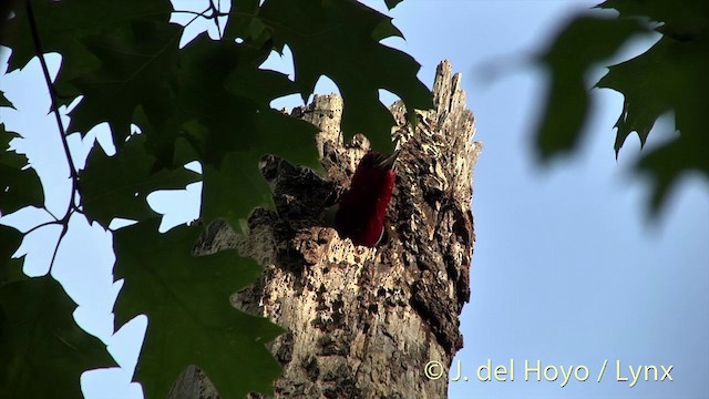 Red-headed Woodpecker - ML201438251