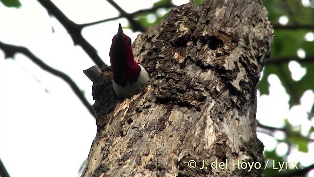 Red-headed Woodpecker - ML201438271