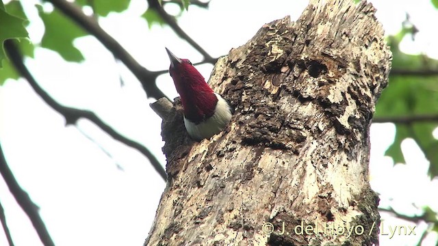 Red-headed Woodpecker - ML201438281