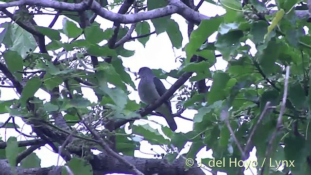 Many-colored Fruit-Dove - ML201438911