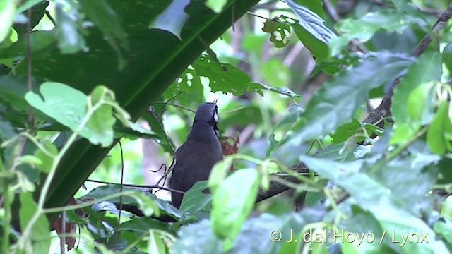 Black-throated Shrikebill - ML201438941