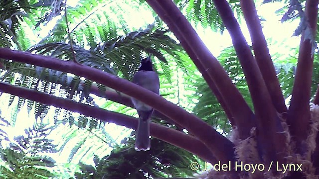 Black-throated Shrikebill - ML201438971