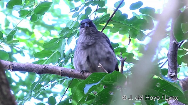 Polynesian Starling (Polynesian) - ML201439181