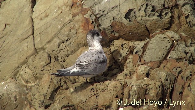 White-fronted Tern - ML201439771