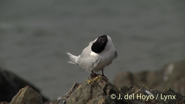 White-fronted Tern - ML201439781