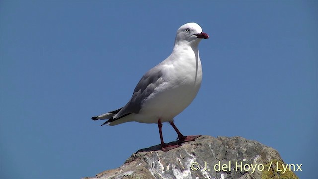 Silver Gull (Red-billed) - ML201440001