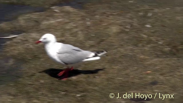 Silver Gull (Red-billed) - ML201440011