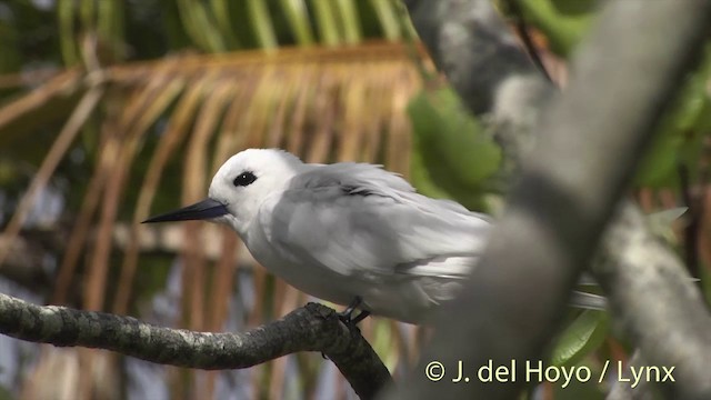 White Tern (Pacific) - ML201440071