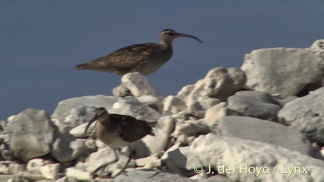 Bristle-thighed Curlew - ML201440111