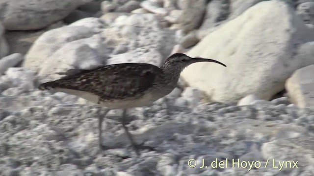 Bristle-thighed Curlew - ML201440121