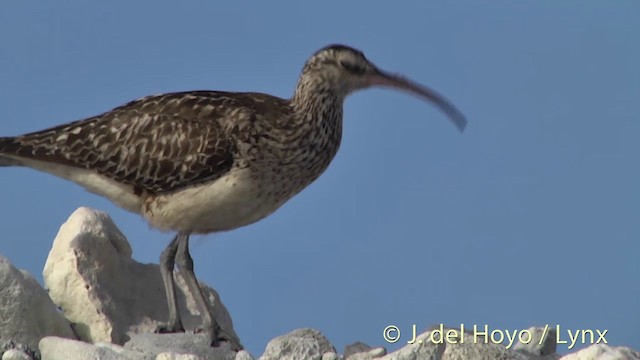Bristle-thighed Curlew - ML201440151