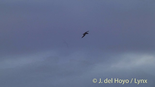 Brown Booby (Forster's) - ML201440241