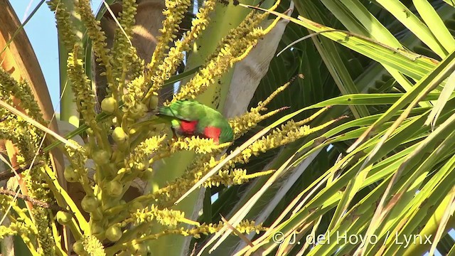ムネムラサキインコ Ebird