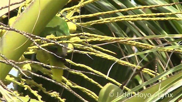 ムネムラサキインコ Ebird