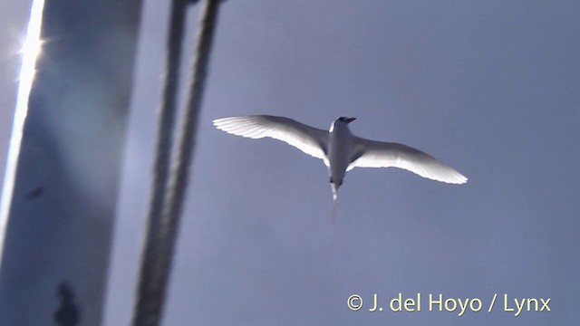 Red-tailed Tropicbird - ML201440541