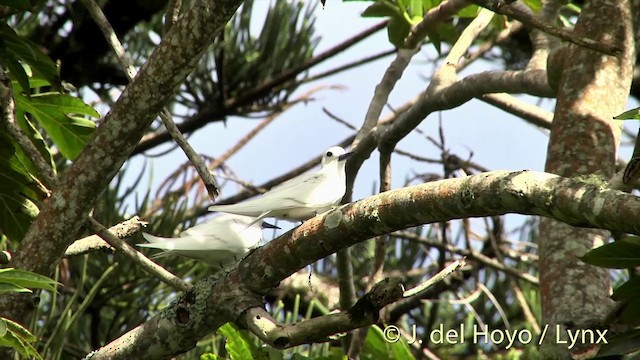 White Tern (Pacific) - ML201440611