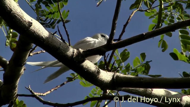 Крячок білий (підвид candida/leucopes) - ML201440621