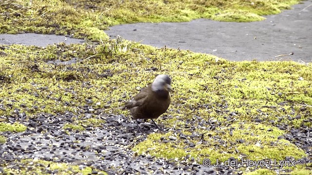 Gray-crowned Rosy-Finch (Aleutian and Kodiak Is.) - ML201440991