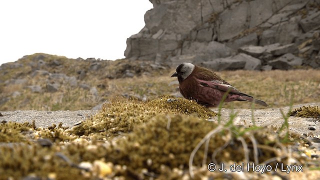 Gray-crowned Rosy-Finch (Aleutian and Kodiak Is.) - ML201441051
