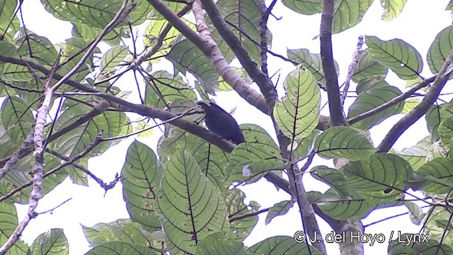 Royal Parrotfinch (Samoan) - ML201441311