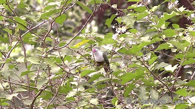 Пурпурношапочный фруктовый голубь (fasciatus) - ML201441401