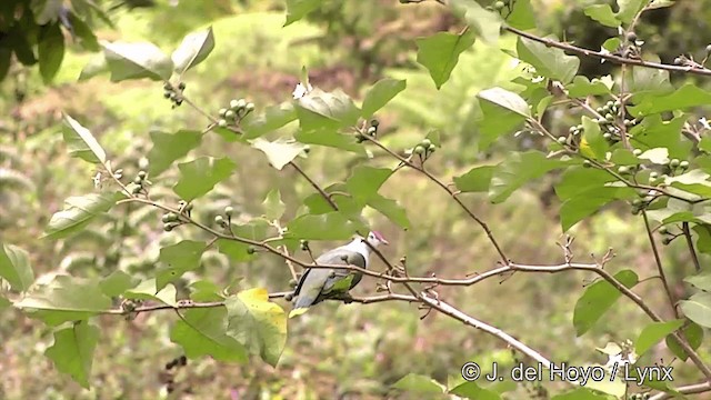 holub tonžský (ssp. fasciatus) - ML201441411